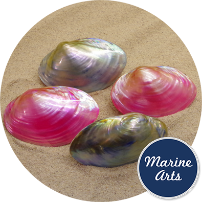 - Polished River Oyster Pair - Pink & Blue 7.5-10cm